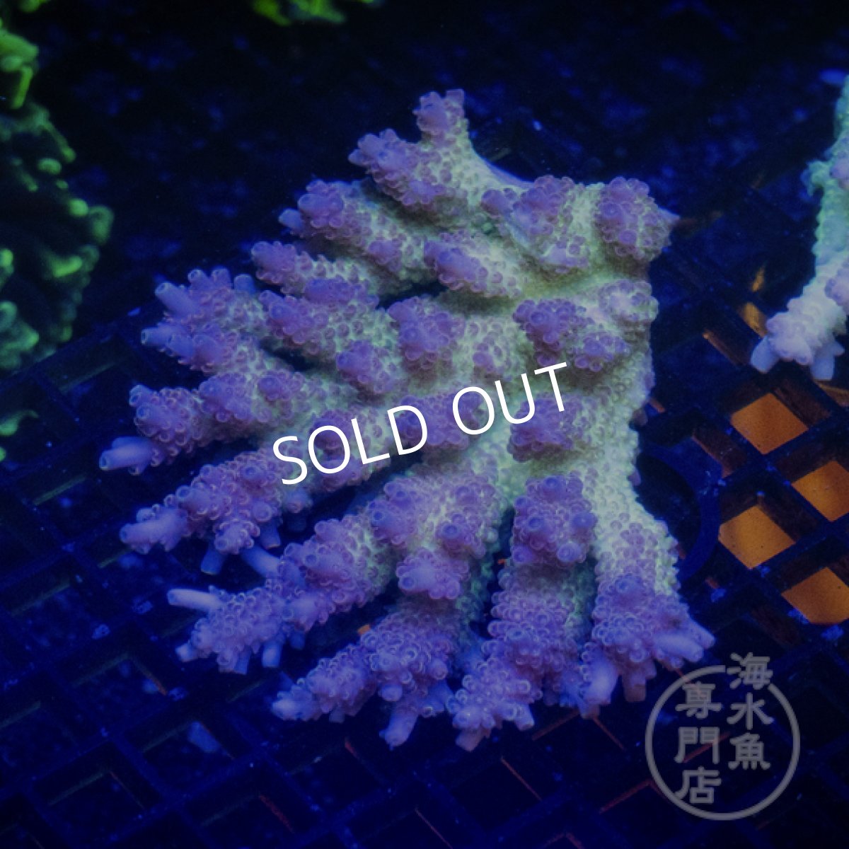 画像2: Coral Focus Acropora  sp. No.98 (2)