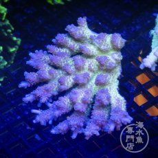 画像2: Coral Focus Acropora  sp. No.98 (2)
