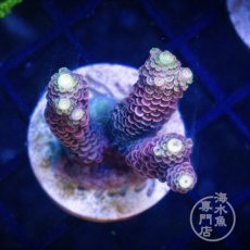 画像1:  CE Acro  Mille Pink No.2 (1)