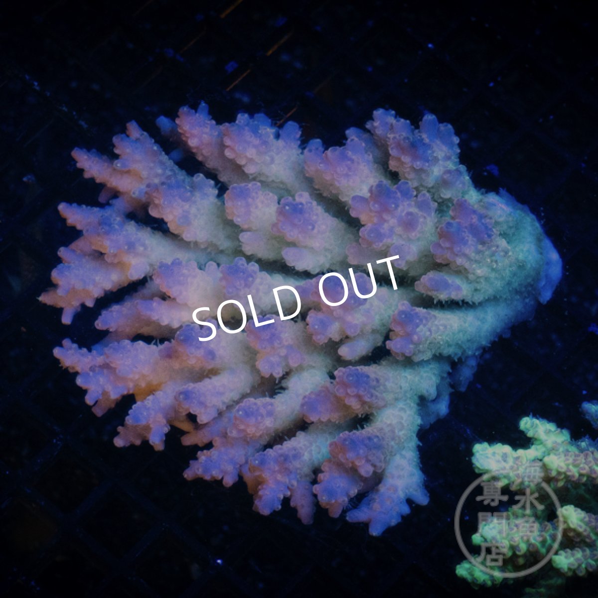 画像1: Coral Focus Acropora  sp. No.99 (1)