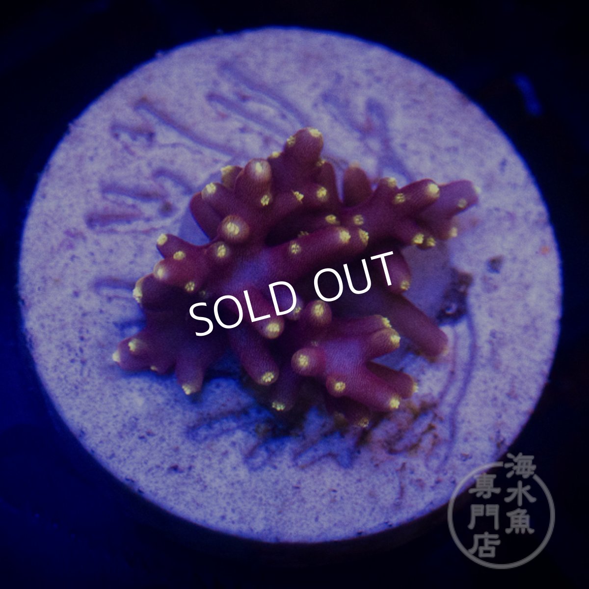 画像1:  CE Acro  Little Red Ferrari  (1)