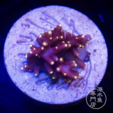 画像1:  CE Acro  Little Red Ferrari  (1)