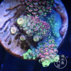 画像3:  CE Acro  Mille Pink No.1 (3)