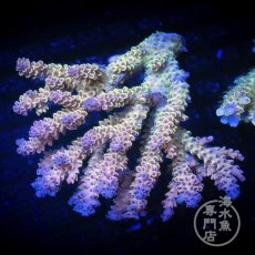 画像1: Coral Focus Acropora  sp. No.95 (1)
