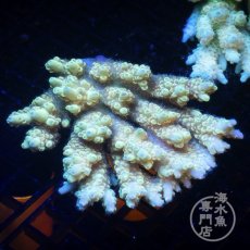 画像2: お問い合わせ注文ページ (2)