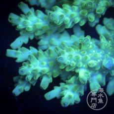 画像2: Coral Focus Acropora  sp. No.106 (2)