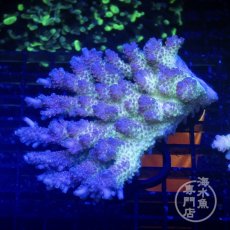 画像1: Coral Focus Acropora  sp. No.98 (1)