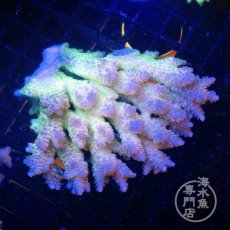 画像1: Coral Focus Acropora  sp. No.103 (1)