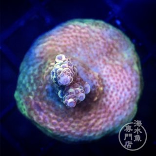 イボハタゴイソギンチャク メタリックグリーン L - 海水魚専門店 ceppo