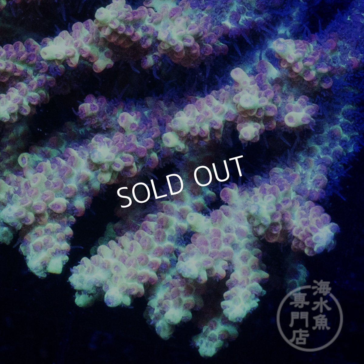 画像2: Coral Focus Acropora  sp. No.100 (2)