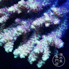 画像2: Coral Focus Acropora  sp. No.100 (2)