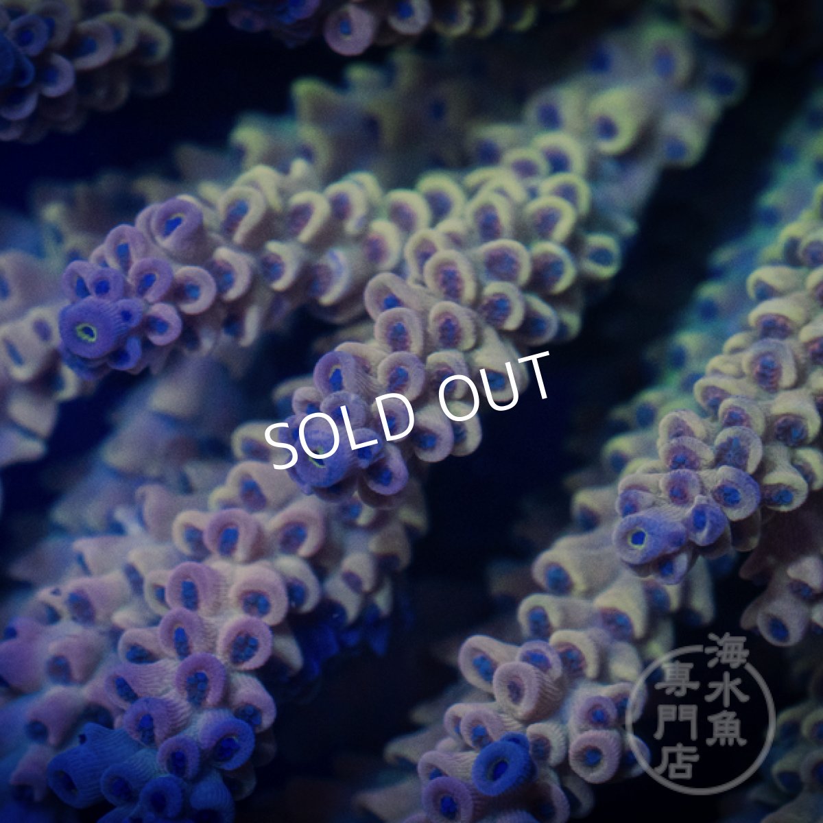 画像2: Coral Focus Acropora  sp. No.95 (2)