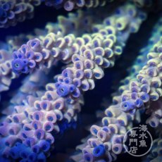 画像2: Coral Focus Acropora  sp. No.95 (2)