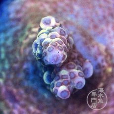 画像2:  CE Acro  Mille Purple/Blue (2)