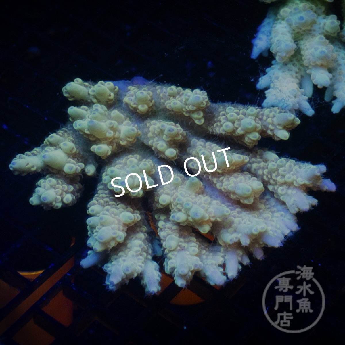 画像1: Coral Focus Acropora  sp. No.102 (1)