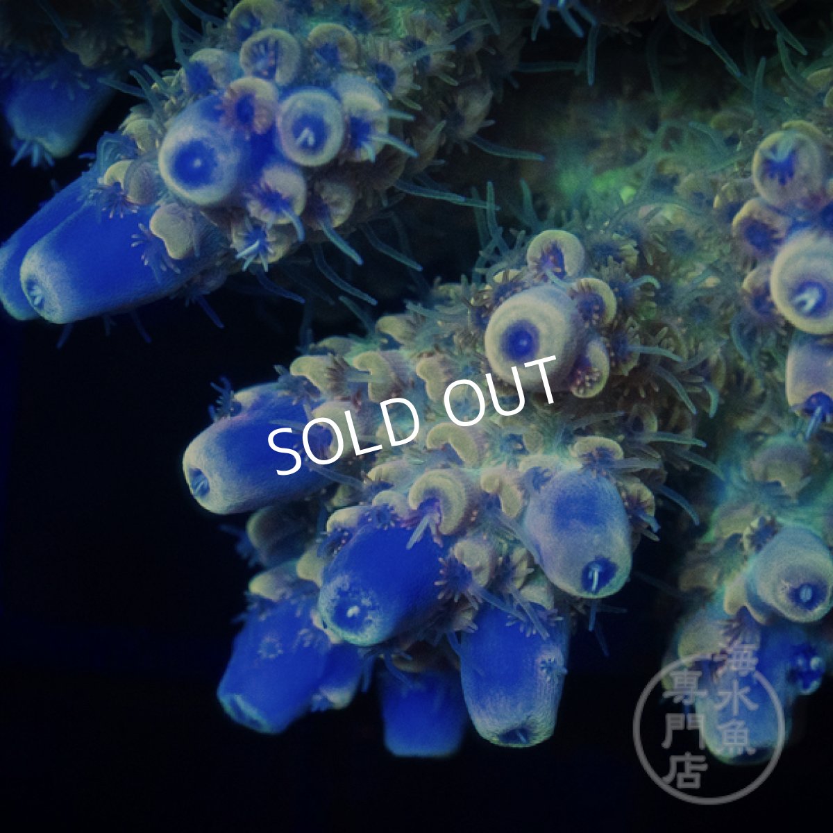 画像2: Coral Focus Acropora  sp. No.97 (2)