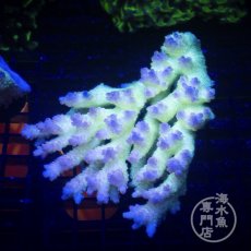 画像1: Coral Focus Acropora  sp. No.96 (1)