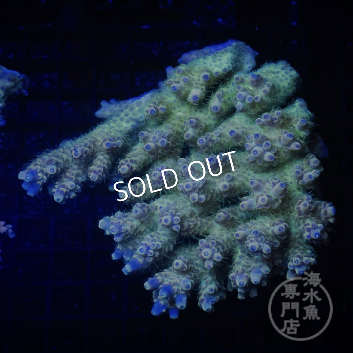 画像1: Coral Focus Acropora  sp. No.97 (1)