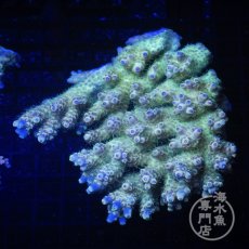 画像1: Coral Focus Acropora  sp. No.97 (1)