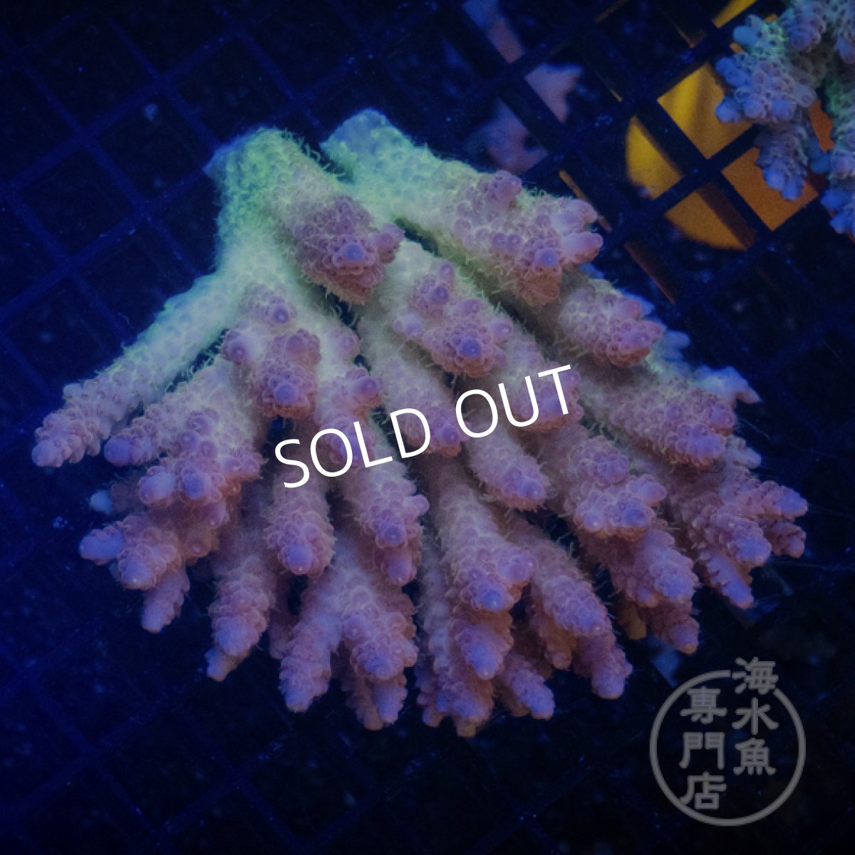 画像1: Coral Focus Acropora  sp. No.104 (1)