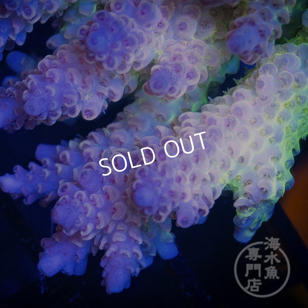 画像2: Coral Focus Acropora  sp. No.103 (2)