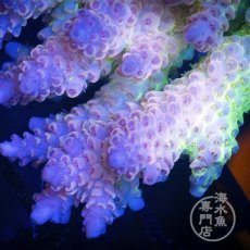 画像2: Coral Focus Acropora  sp. No.103 (2)