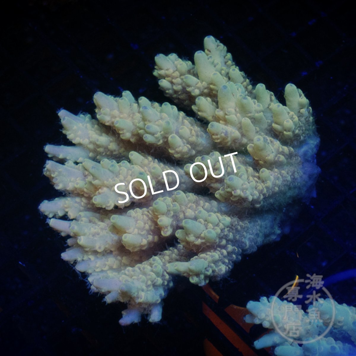 画像1: Coral Focus Acropora  sp. No.101 (1)
