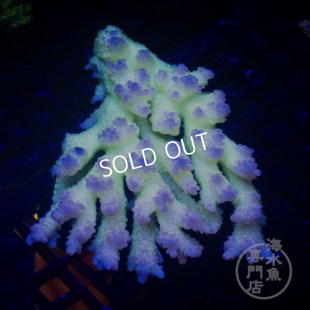 画像2: Coral Focus Acropora  sp. No.96 (2)