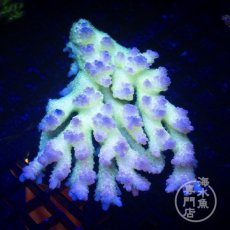 画像2: Coral Focus Acropora  sp. No.96 (2)