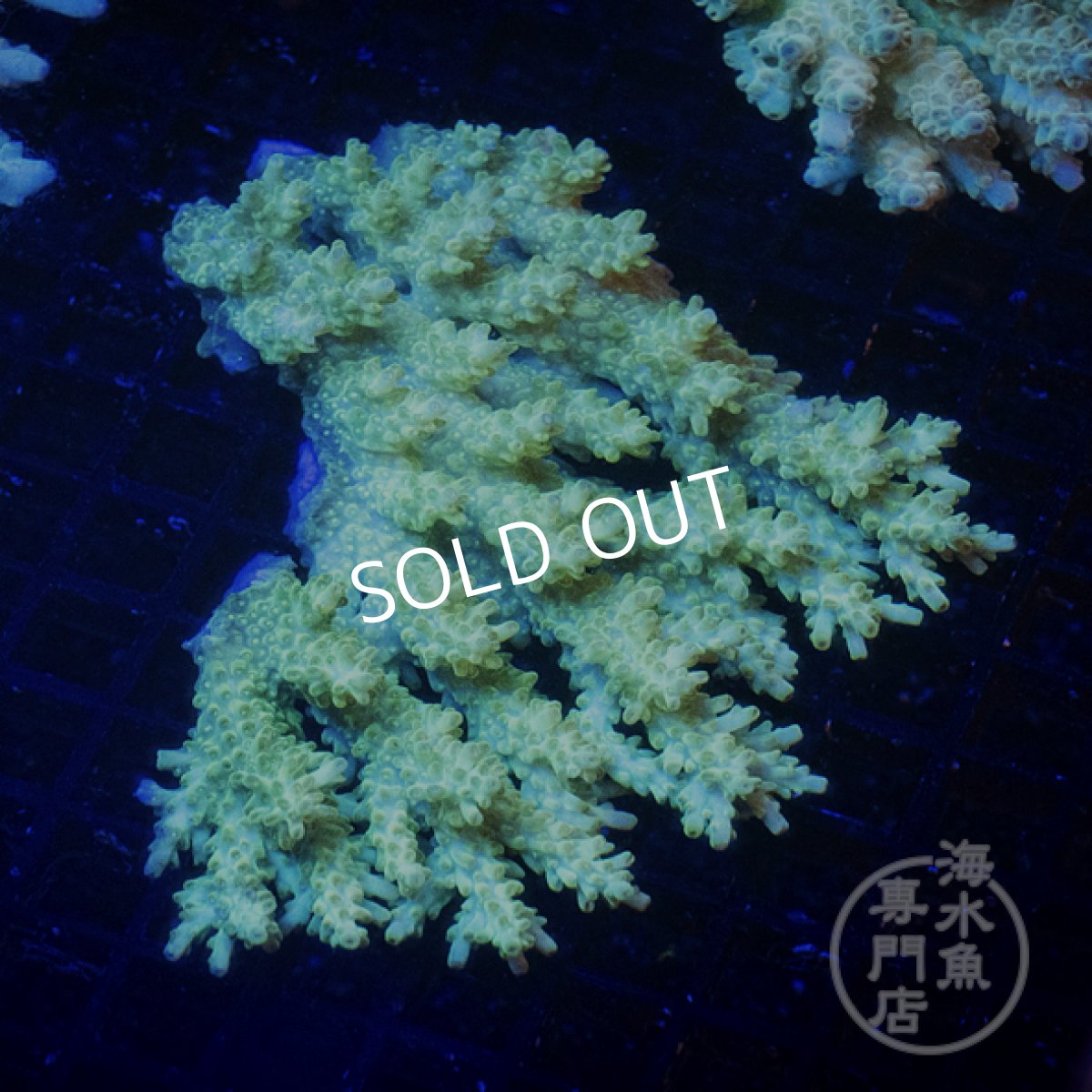 画像1: Coral Focus Acropora  sp. No.106 (1)