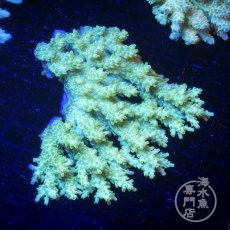 画像1: Coral Focus Acropora  sp. No.106 (1)