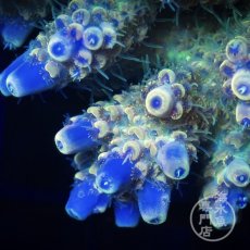 画像2: Coral Focus Acropora  sp. No.94 (2)