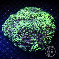 画像1: CF ナガレハナサンゴ Two Tone Green XL-size (1)