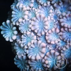 画像2: Coral Focus アワサンゴ Ultra No.2 (2)