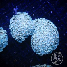 画像2: Coral Focus アワサンゴ Ultra No.1 (2)
