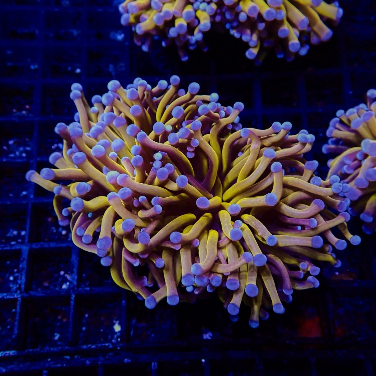 画像1: CF ハナサンゴ  Gold RARE  S-size No.7 (1)