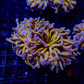 ハナサンゴ ゴールド インドネシア No.1 - 海水魚専門店 ceppo onlinestore