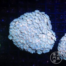 画像1: Coral Focus アワサンゴ Ultra No.2 (1)