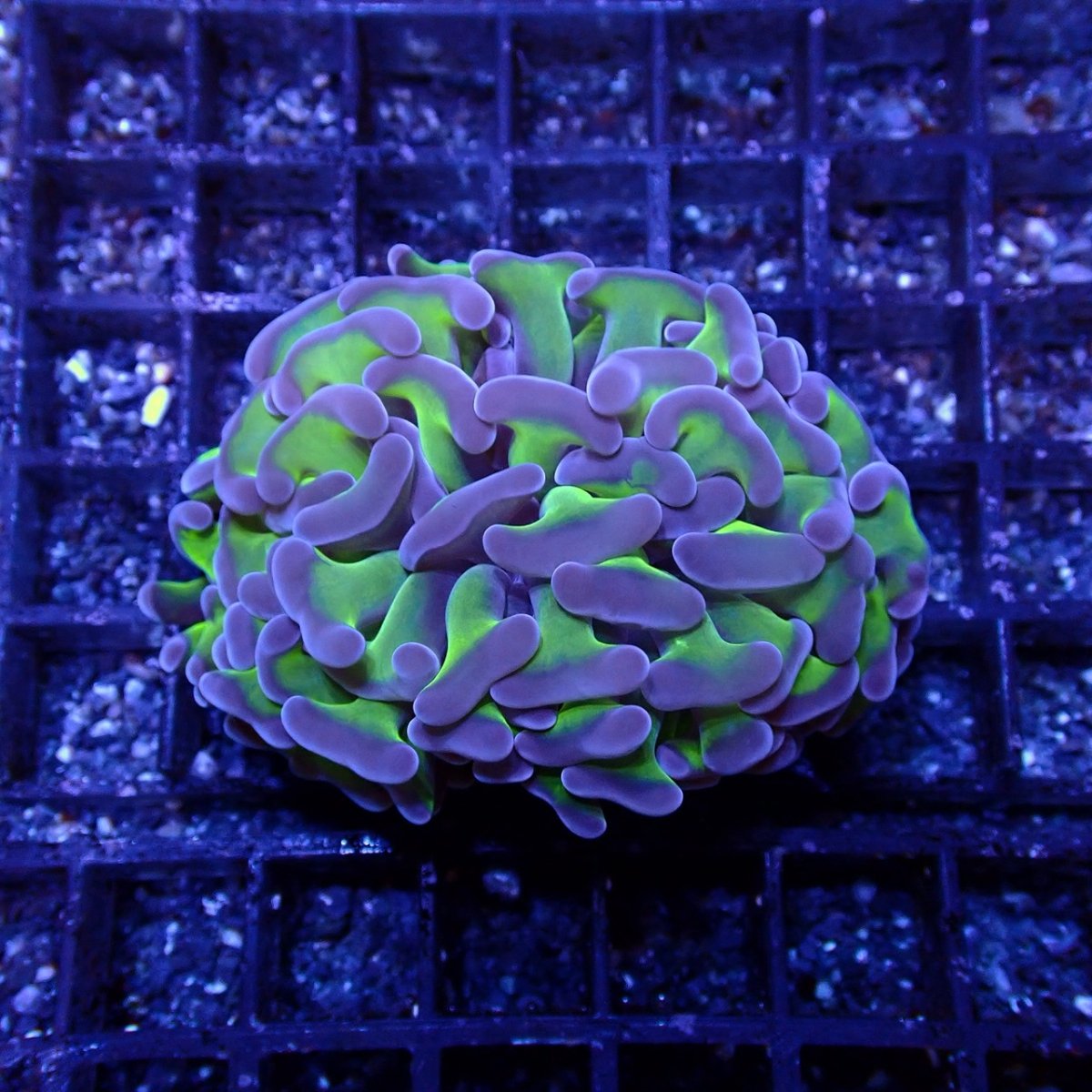 画像1: CF ナガレハナサンゴ Two Tone Green S-size　No.4 (1)