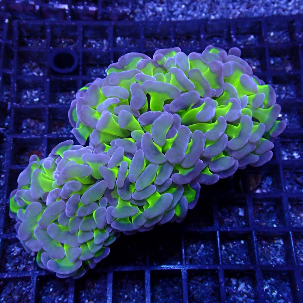 画像1: CF ナガレハナサンゴ Two Tone Green S-size　No.3 (1)