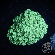 画像1: Coral Focus ハナガササンゴ Green (1)