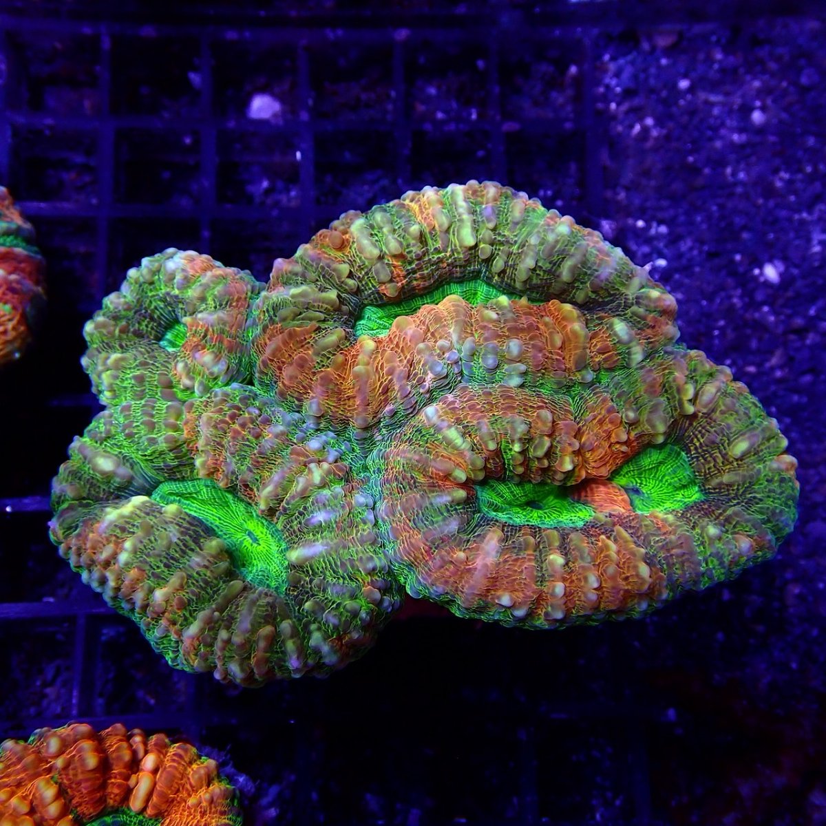 画像1: CF ハナガタサンゴ　Pachysepta　No.2 (1)