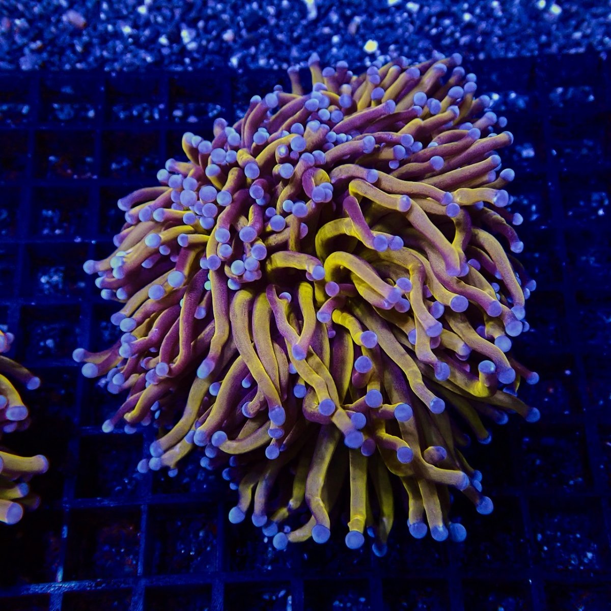 画像2: CF ハナサンゴ  Gold RARE  S-size No.5 (2)