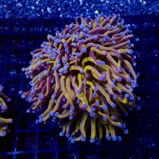 画像2: CF ハナサンゴ  Gold RARE  S-size No.5 (2)