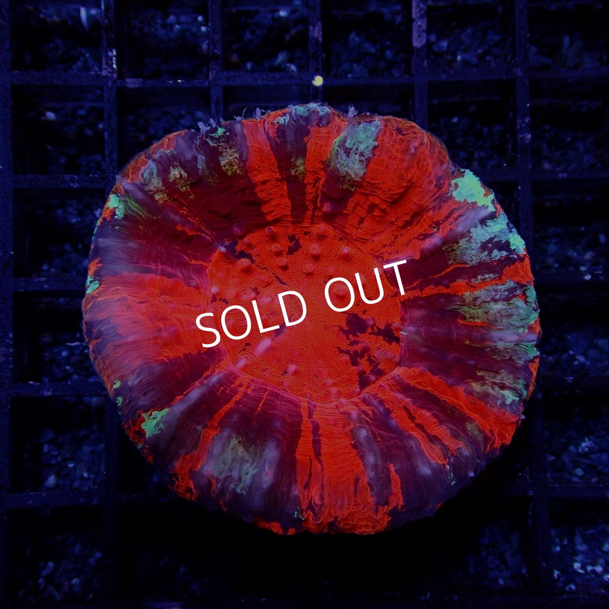 画像1: Coral Focus スコリミア WarPaint No.6 (1)