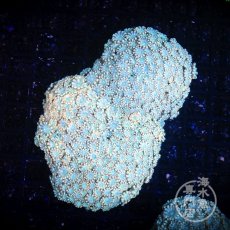 画像3: Coral Focus アワサンゴ Ultra No.3 (3)