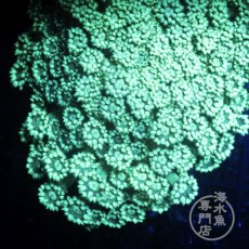 画像2: Coral Focus ハナガササンゴ Green (2)