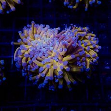 画像2: CF ハナサンゴ  Gold RARE  S-size No.6 (2)