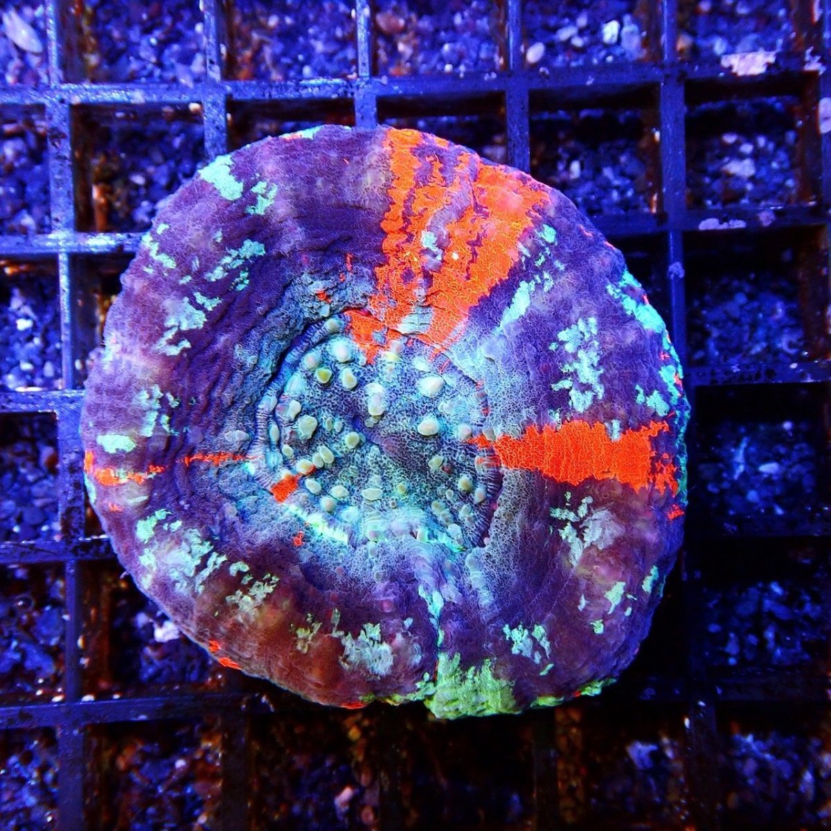 画像1: Coral Focus スコリミア WarPaint No.4 (1)