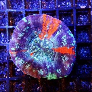 アザミハナガタサンゴ 価格の安いアザミハナガタサンゴ グリーン / アクア＆ペット かねだい